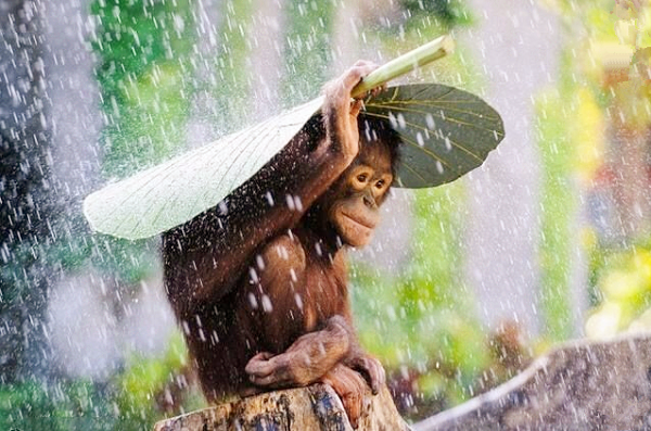 适合下雨天发的唯美诗句 表达下雨天心情的诗句,独一无二