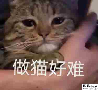 关于英雄联盟手游的朋友圈沙雕文案带图片 很搞笑的英雄联盟手游句子2