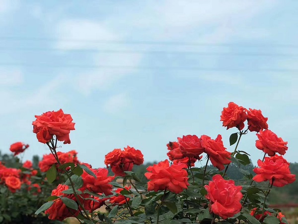 郊外看花的图片说说 赏花的美丽心情说说配图片8