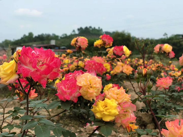 郊外看花的图片说说 赏花的美丽心情说说配图片6