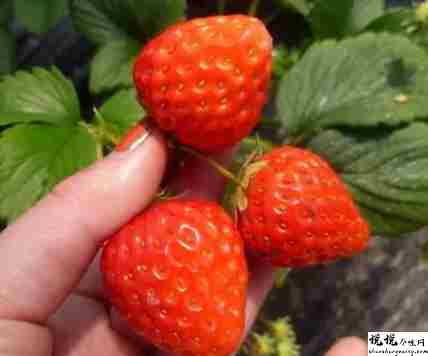 去果园摘草莓很开心的说说 天气好摘草莓的开心句子1