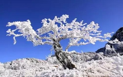 下雪后的心情图片说说 朋友圈发下雪后的美景图片10