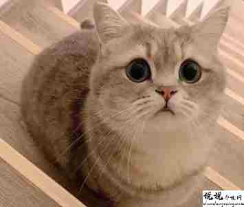关于小猫咪的可爱文案 超级俏皮的猫咪短句2