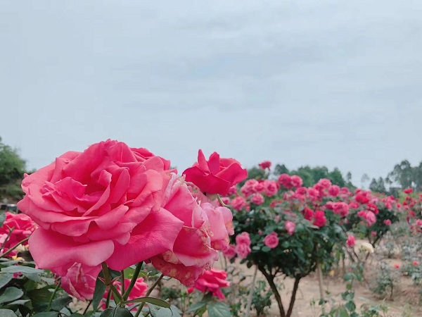 郊外看花的图片说说 赏花的美丽心情说说配图片3