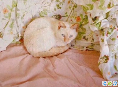 520情人节甜句子带图片 520最暖心情话20218